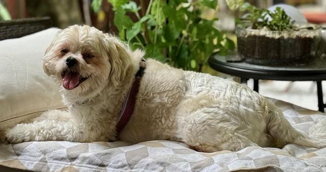 Charlie, a Adoptable Shih poo in Springfield, VA image 1/2