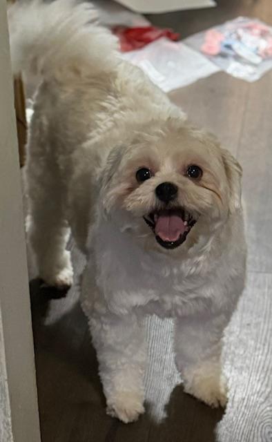 Charlie, a Adoptable Shih poo in Springfield, VA image 2/2