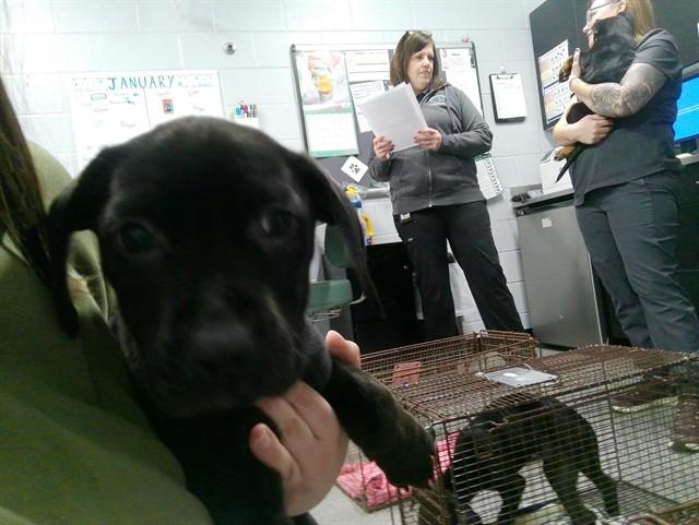 BILLIE, Adoptable, Puppy Female Pit Bull Terrier & Mixed Breed.