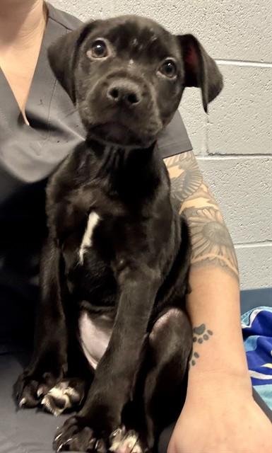 BILLIE, Adoptable, Puppy Female Labrador Retriever & Pit Bull Terrier.