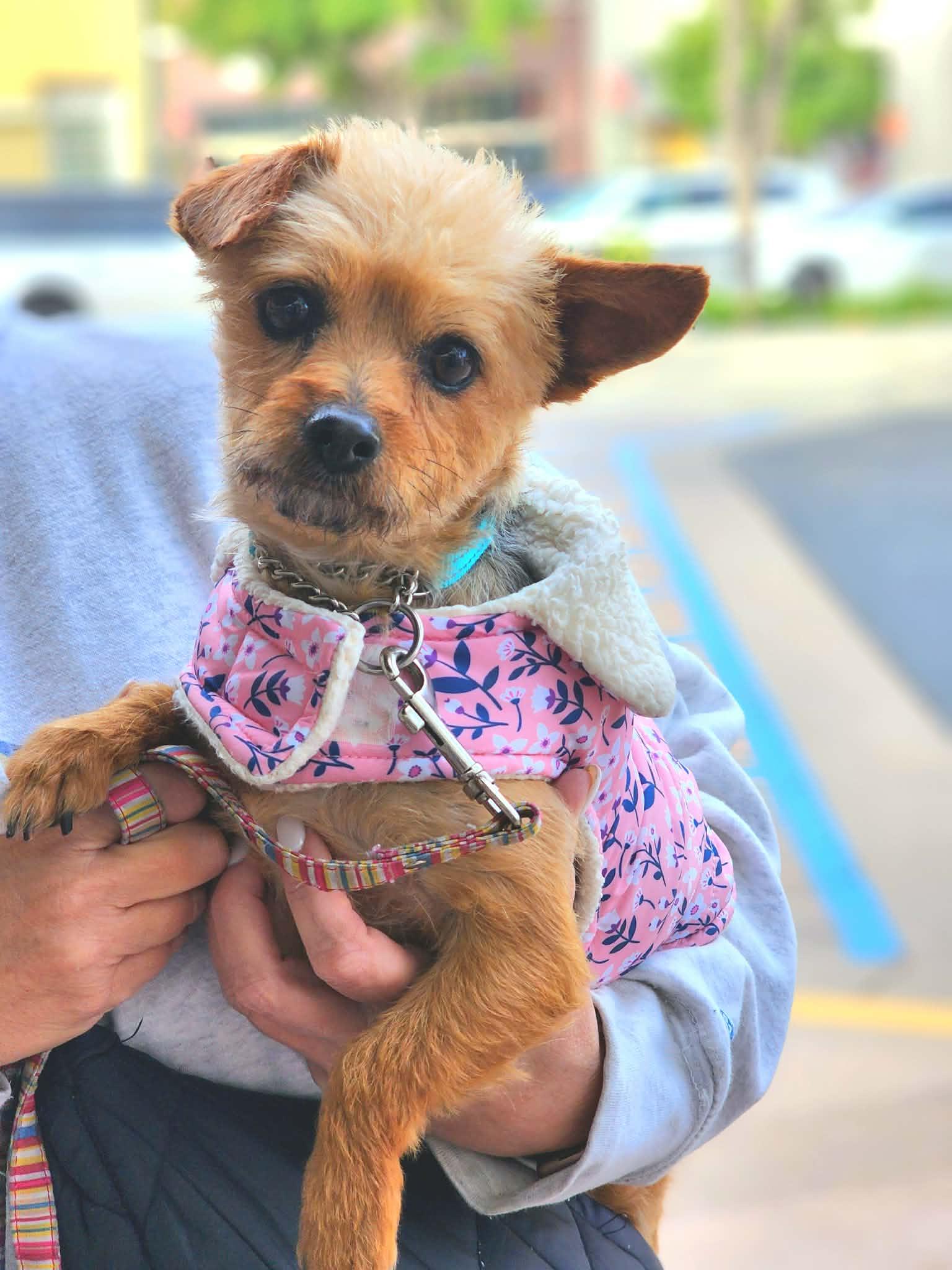 Pippa, adopted, Young Female Yorkshire Terrier & Terrier.