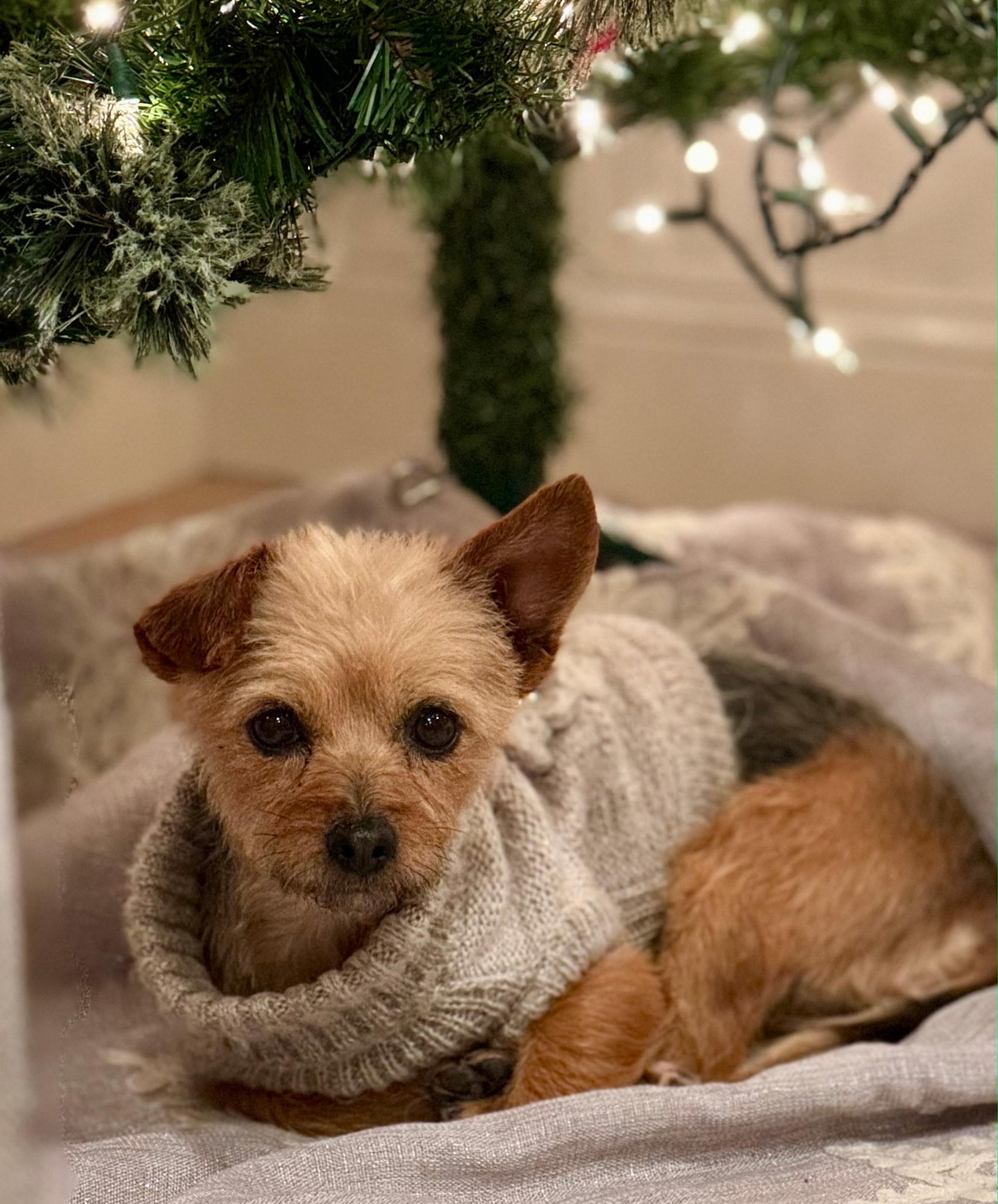 Pippa, an adopted mixed breed in Corona Del Mar, CA image 2/3