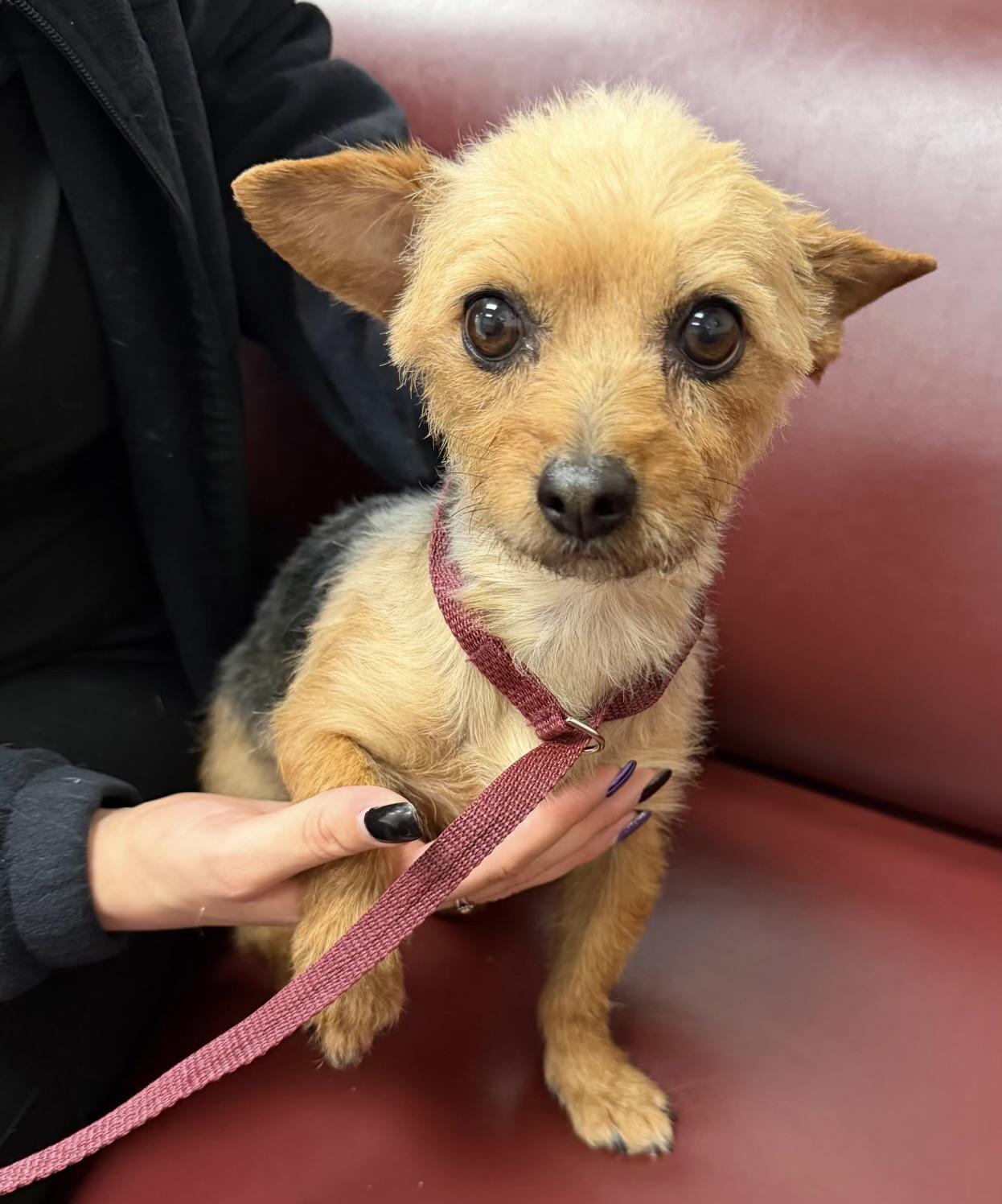 Pippa, an adopted mixed breed in Corona Del Mar, CA image 3/3