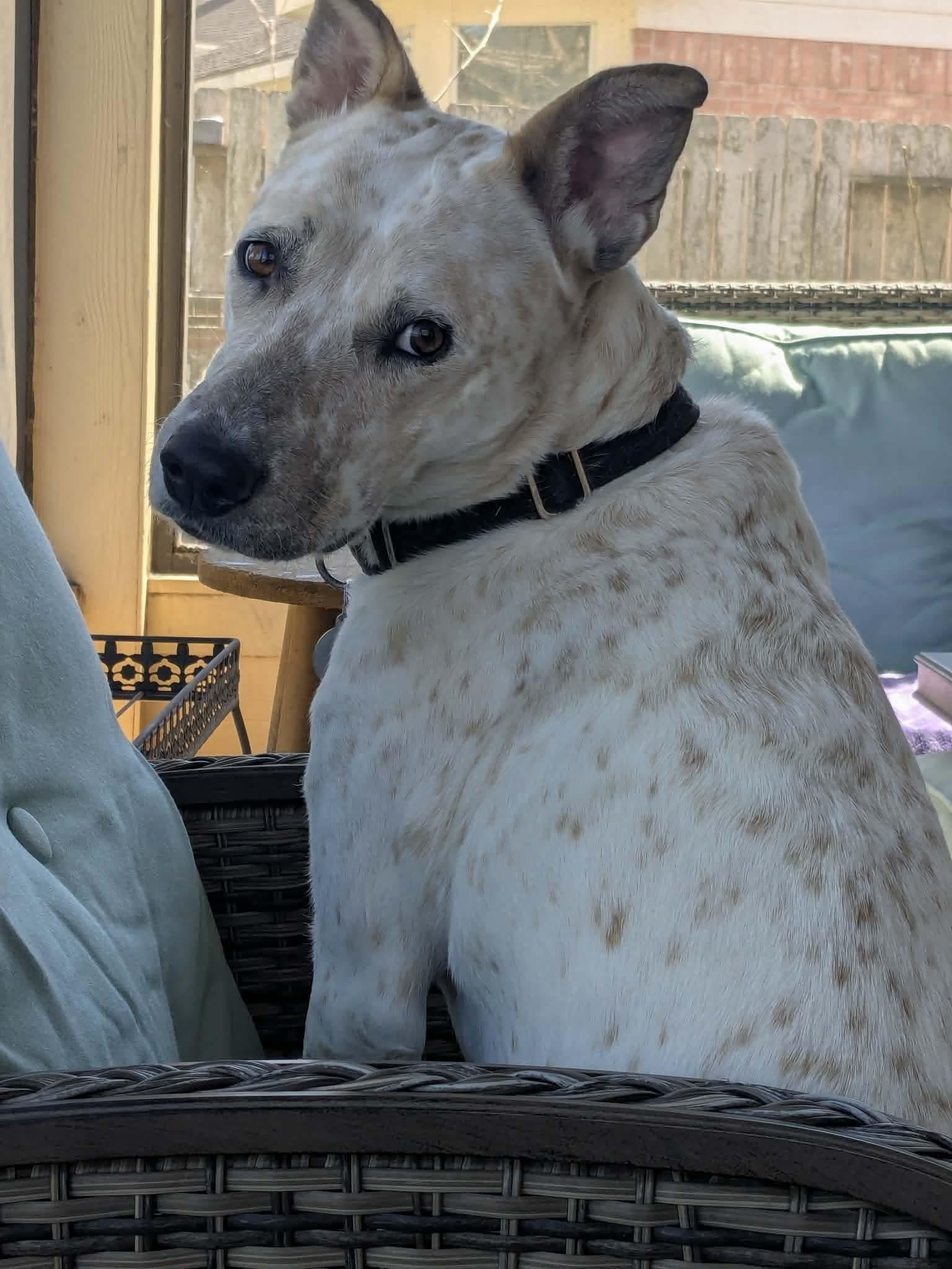 Enlarge Saki, a ADOPTABLE mixed breed in Moyock, NC image 2/6