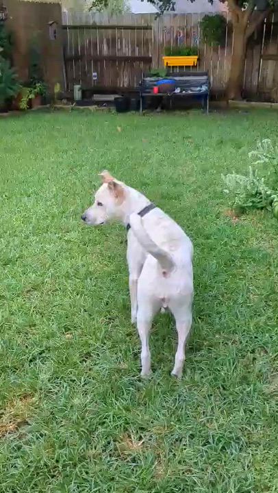 Enlarge Saki, a ADOPTABLE mixed breed in Moyock, NC video 6/6