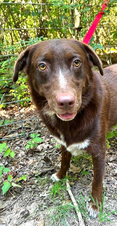 Enlarge BANDIT, a Adoptable Chesapeake Bay Retriever in Pegram, TN image 6/6