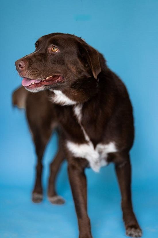 Enlarge BANDIT, a Adoptable Chesapeake Bay Retriever in Pegram, TN image 5/6