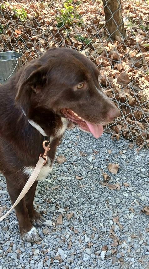 Enlarge BANDIT, a Adoptable Chesapeake Bay Retriever in Pegram, TN image 4/6