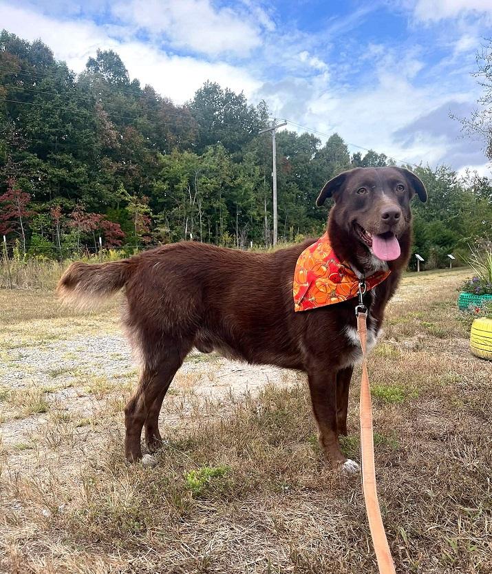 Enlarge BANDIT, a Adoptable Chesapeake Bay Retriever in Pegram, TN image 1/6