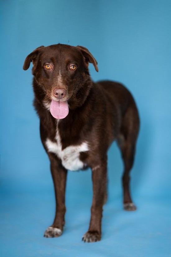Enlarge BANDIT, a Adoptable Chesapeake Bay Retriever in Pegram, TN image 2/6