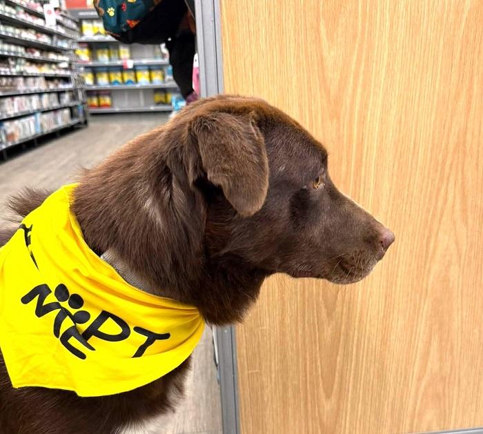 Enlarge BANDIT, a Adoptable Chesapeake Bay Retriever in Pegram, TN image 6/6