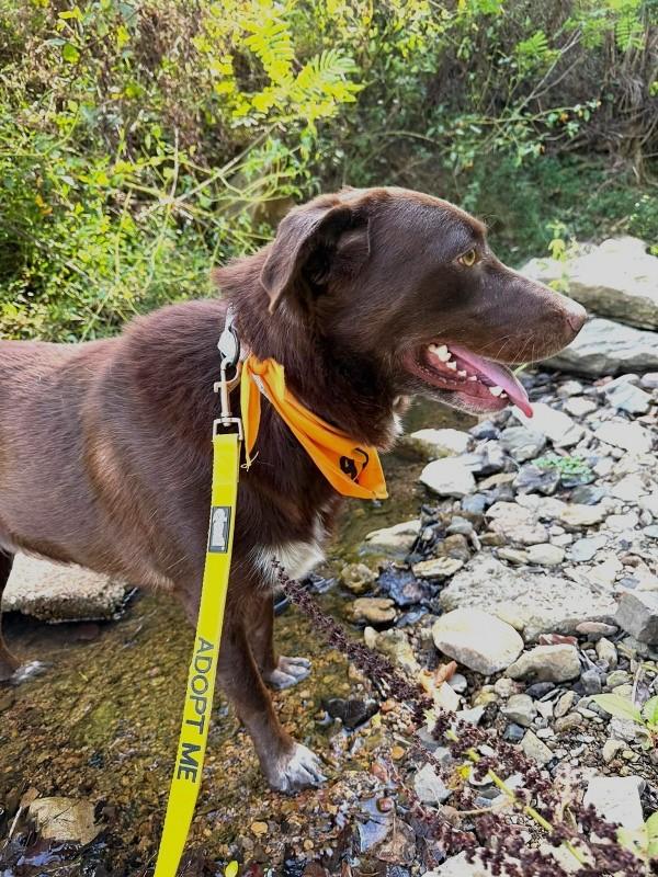 Enlarge BANDIT, a Adoptable Chesapeake Bay Retriever in Pegram, TN image 3/6