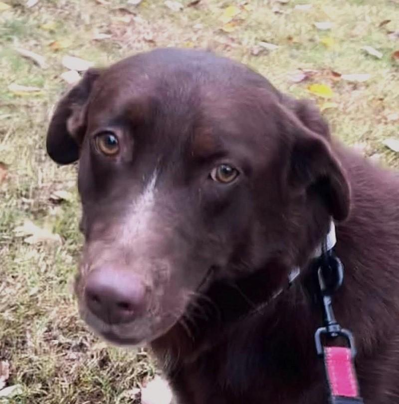 Enlarge BANDIT, a Adoptable Chesapeake Bay Retriever in Pegram, TN image 6/6