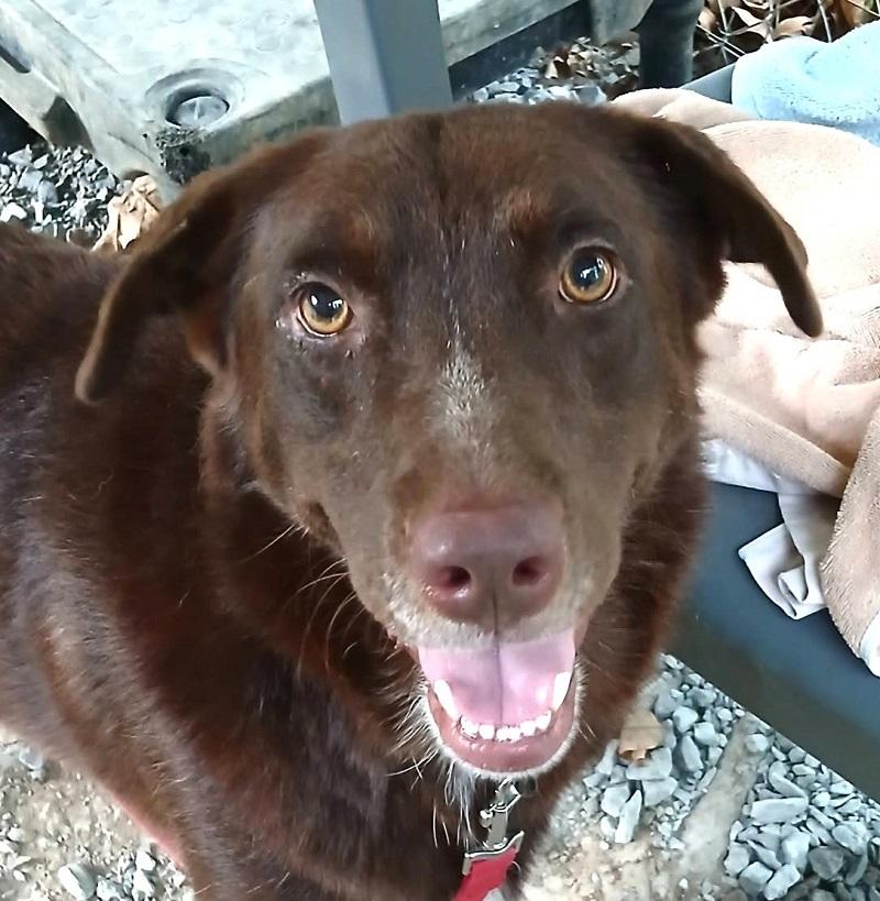 Enlarge BANDIT, a Adoptable Chesapeake Bay Retriever in Pegram, TN image 3/6