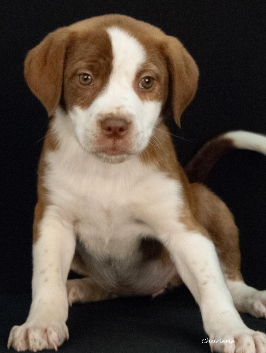 Ellen DeGeneruff, adopted, Puppy Female Hound & Boxer.