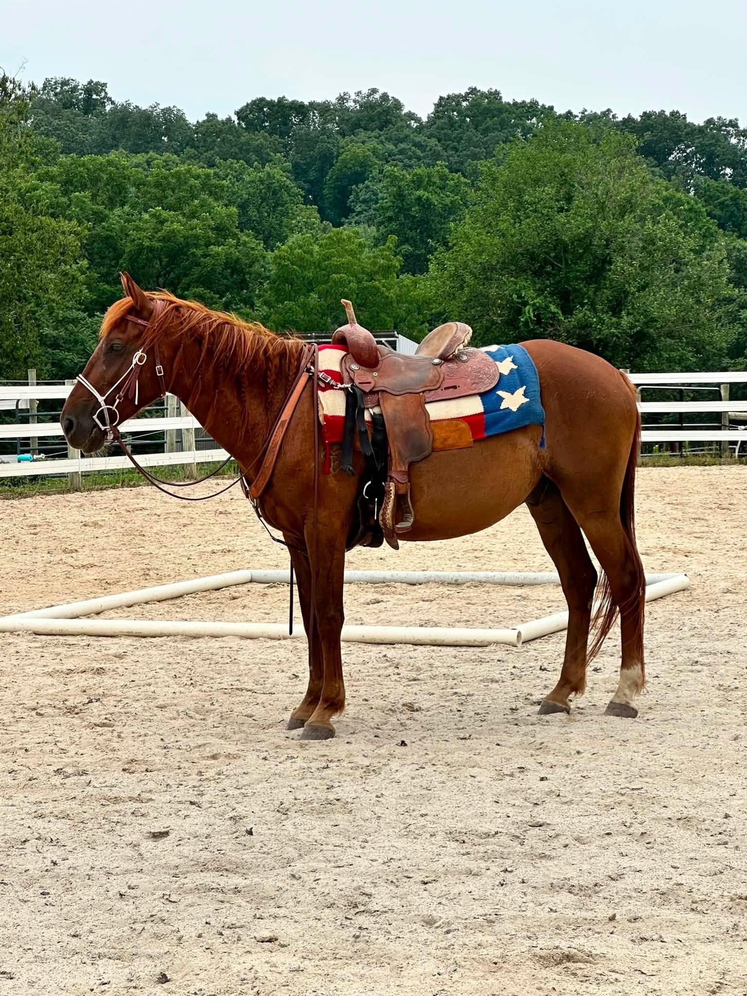 Enlarge Rojo ATFO Diamond Division , a Adoptable Mustang in Huntington, WV image 6/6