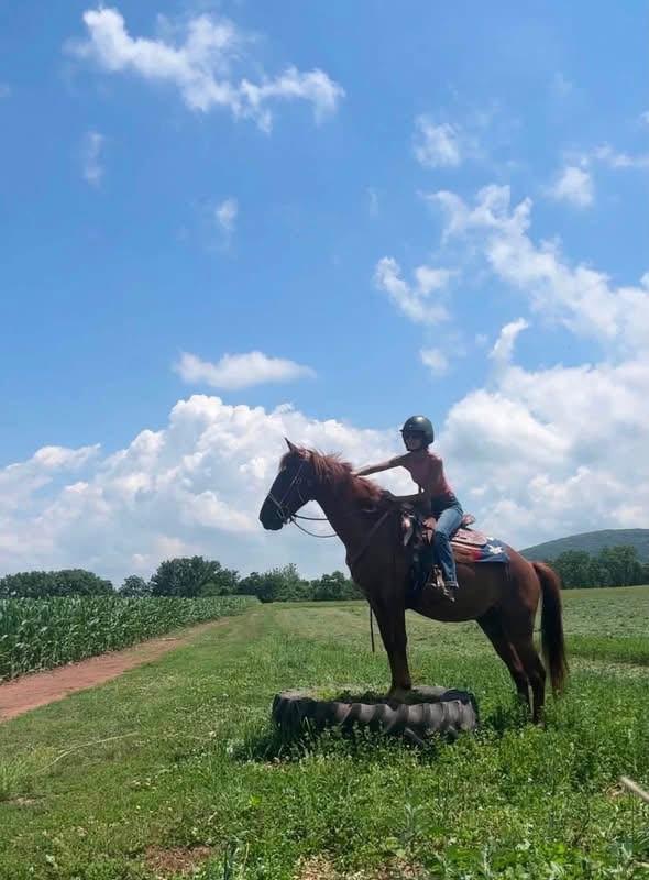 Enlarge Rojo ATFO Diamond Division , a Adoptable Mustang in Huntington, WV image 2/6