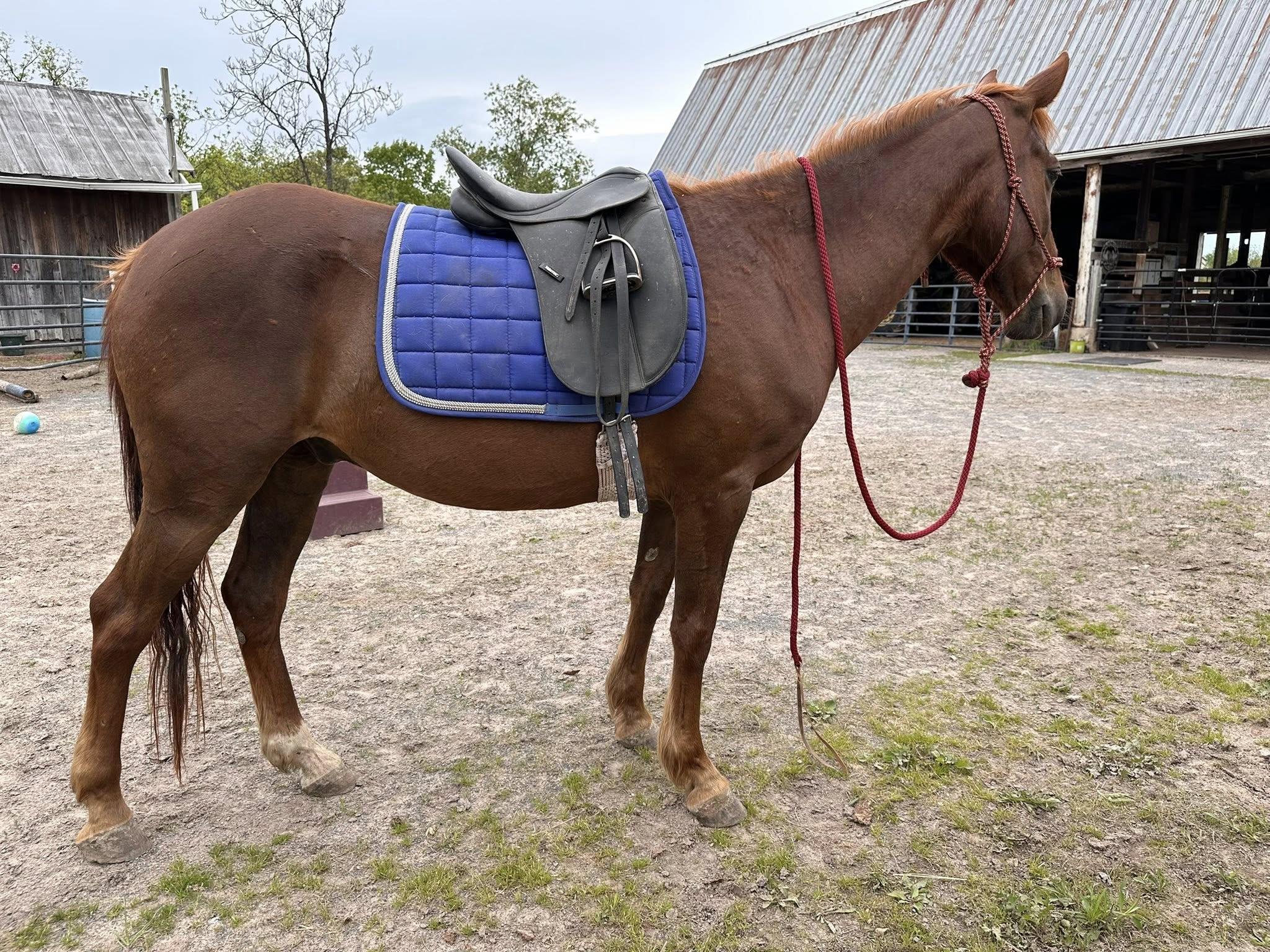 Enlarge Rojo ATFO Diamond Division , a Adoptable Mustang in Huntington, WV image 3/6