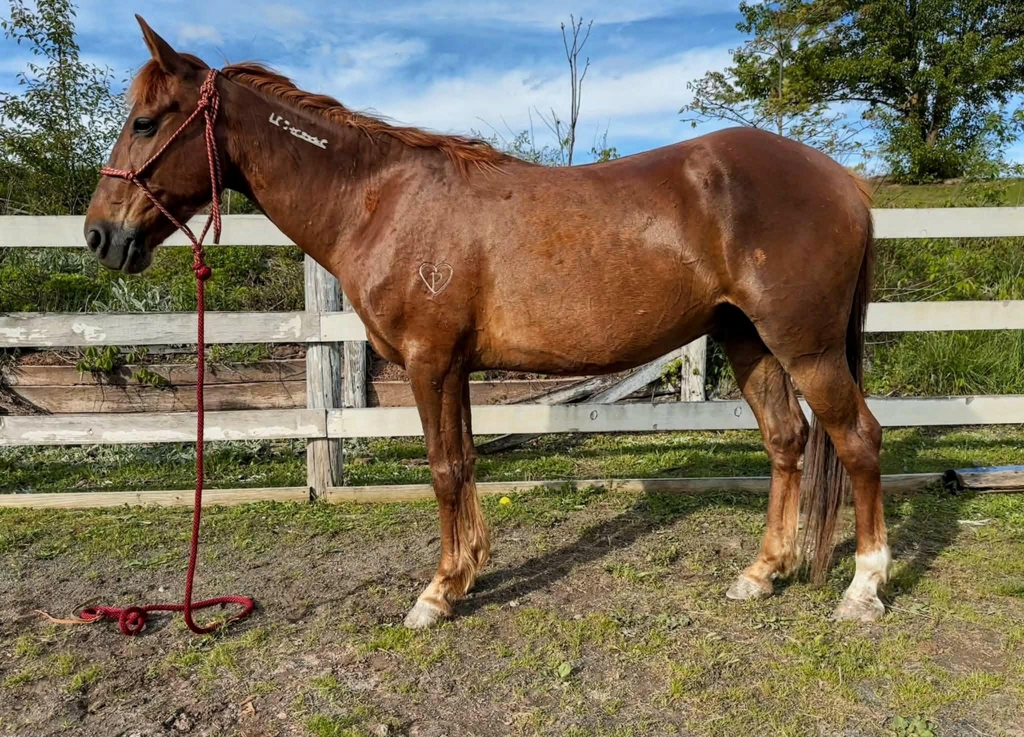 Rojo ATFO Diamond Division , ADOPTABLE, Young Male Mustang.