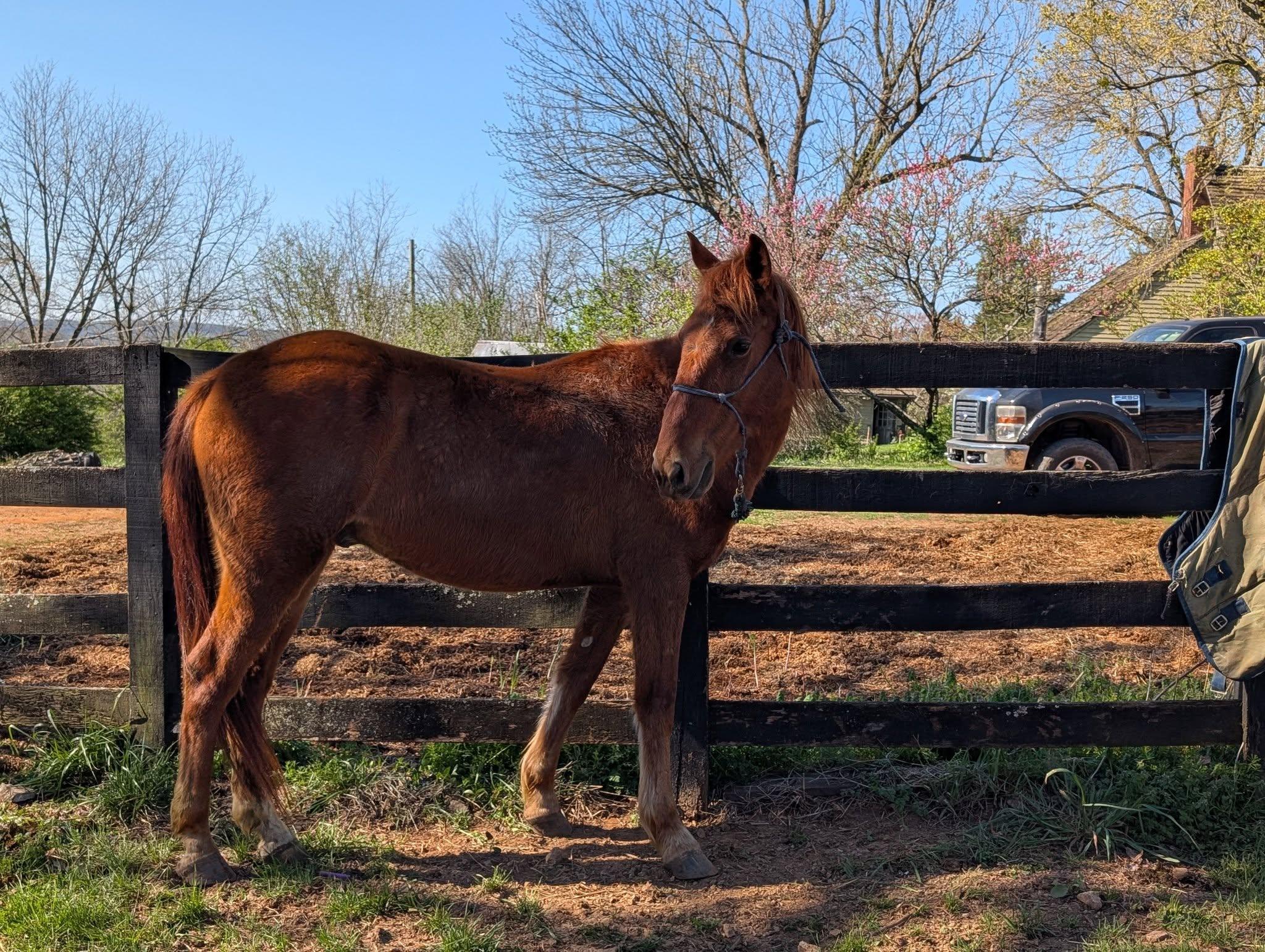 Enlarge Rojo ATFO Diamond Division , a Adoptable Mustang in Huntington, WV image 4/6