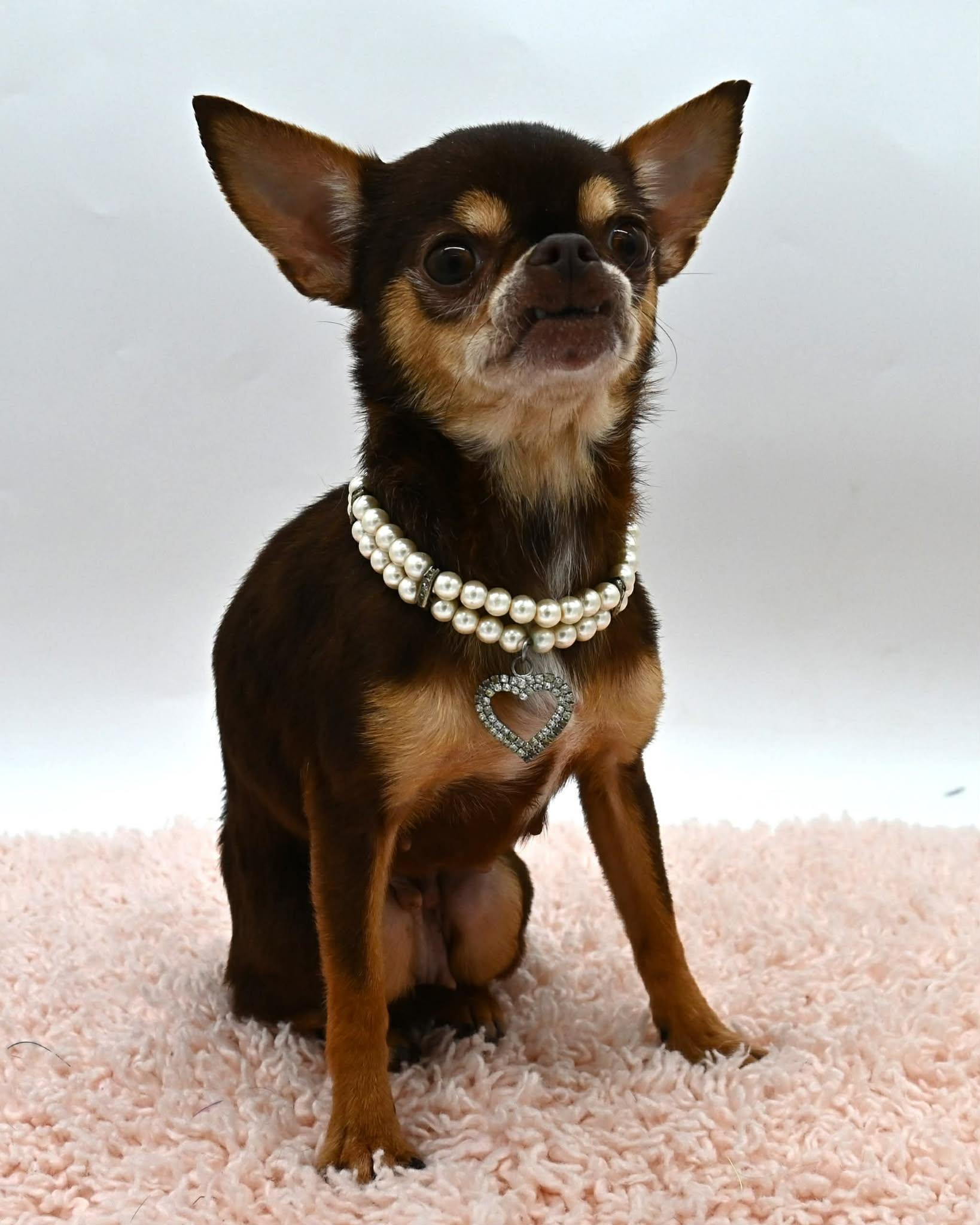 Enlarge Patsy (Tiny Sweetheart), a ADOPTABLE mixed breed in Farmington, CT image 3/6