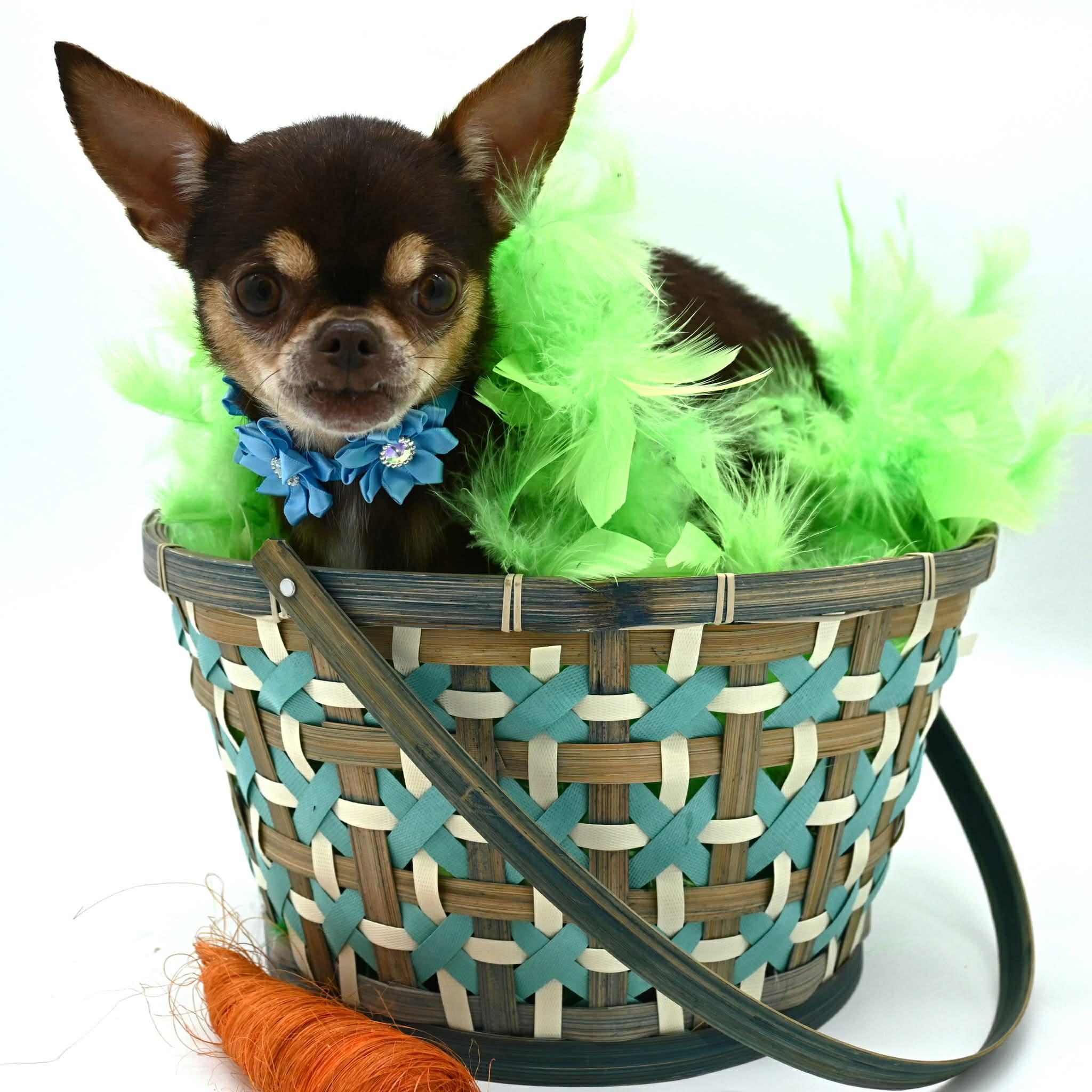 Patsy (Tiny Sweetheart), ADOPTABLE, Adult Female Chihuahua.