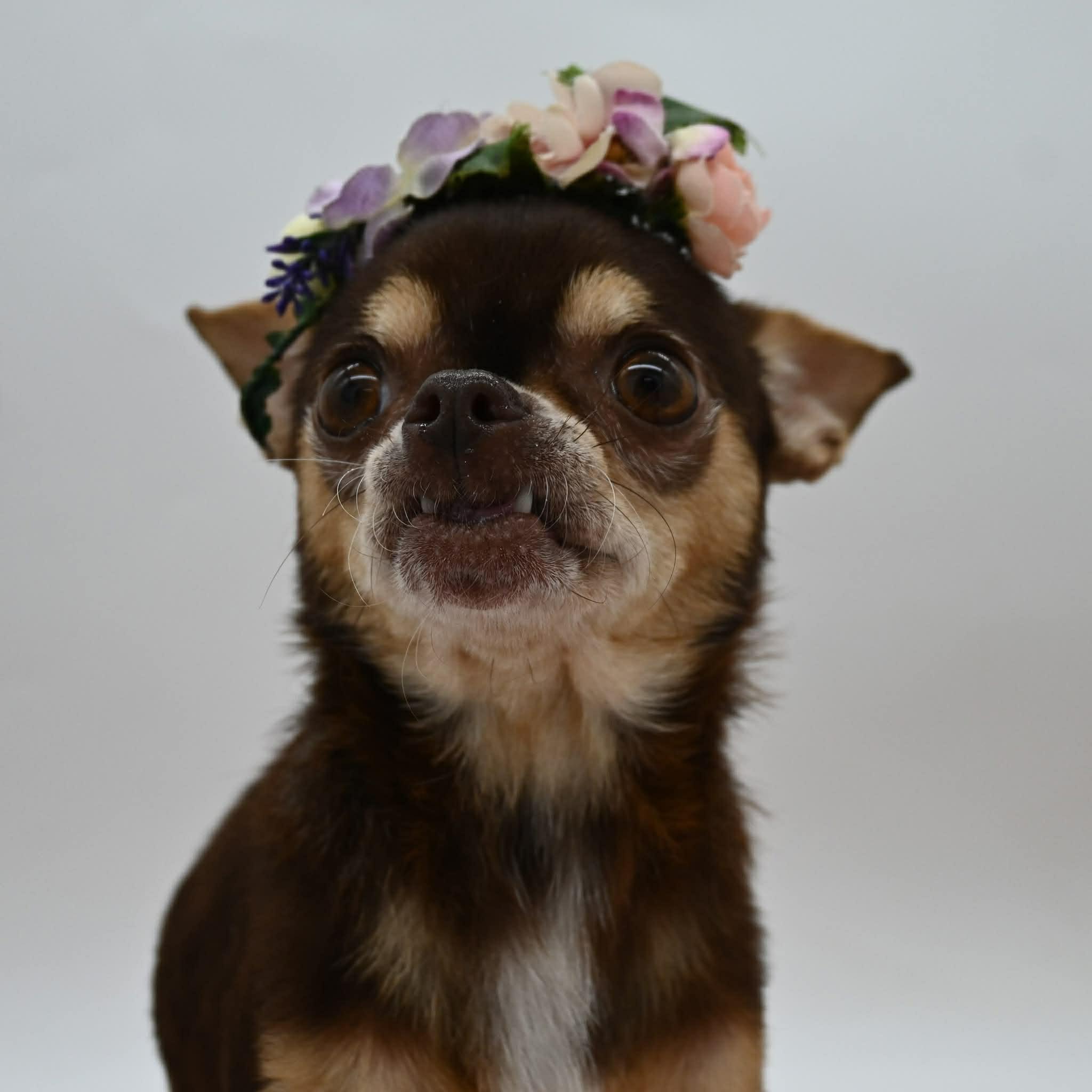 Enlarge Patsy (Tiny Sweetheart), a ADOPTABLE mixed breed in Farmington, CT image 4/6