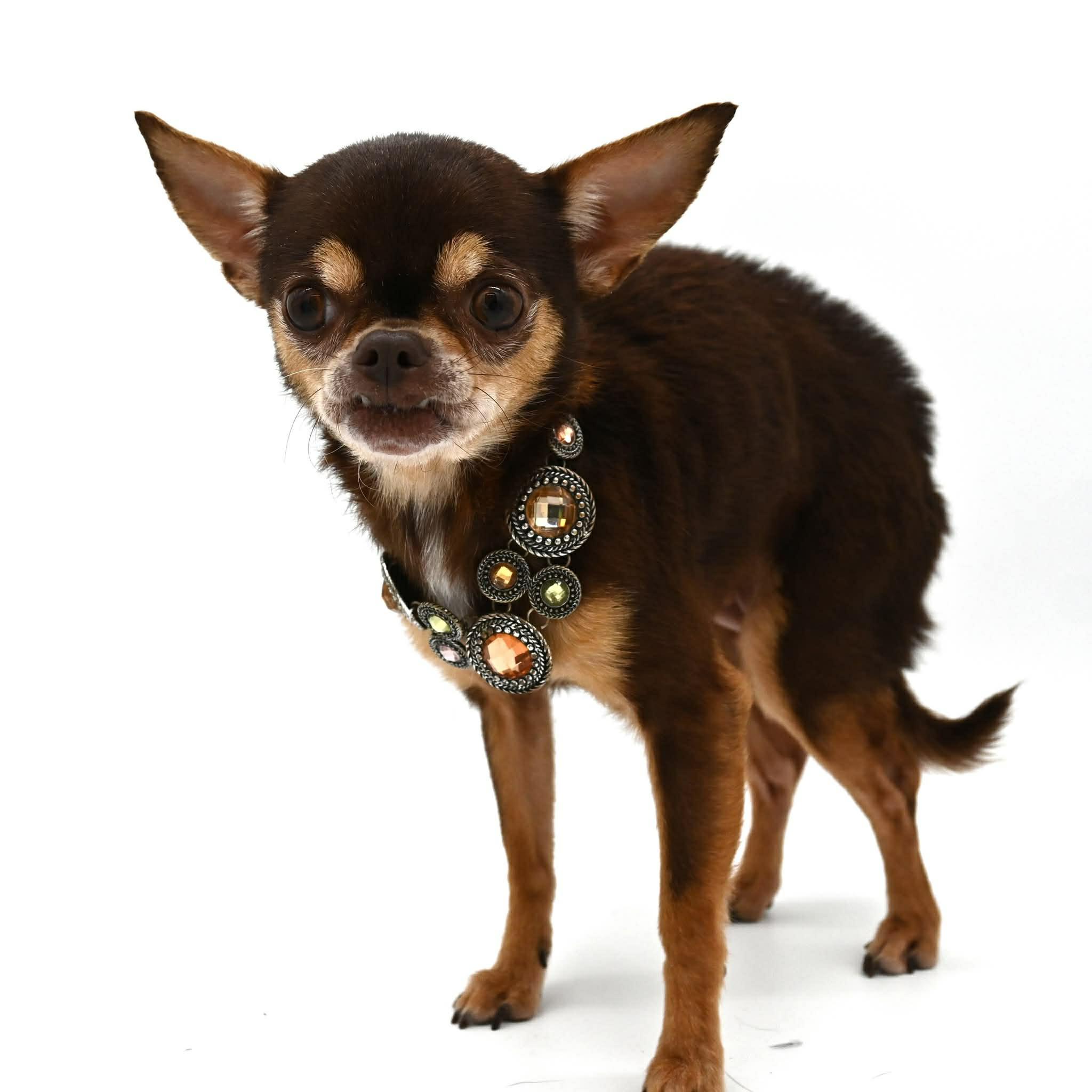 Enlarge Patsy (Tiny Sweetheart), a ADOPTABLE mixed breed in Farmington, CT image 6/6