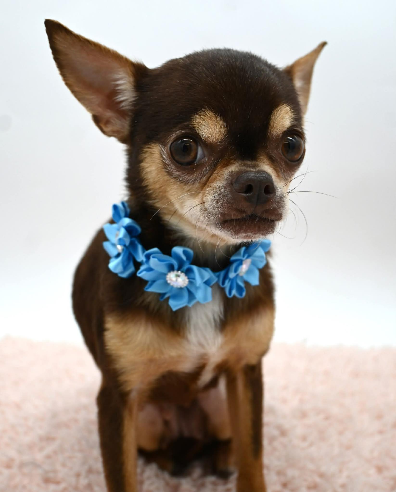 Enlarge Patsy (Tiny Sweetheart), a ADOPTABLE mixed breed in Farmington, CT image 5/6