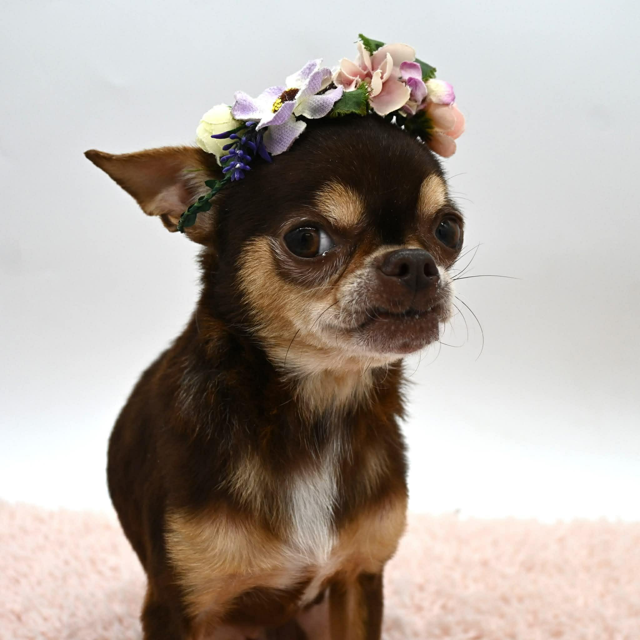 Enlarge Patsy (Tiny Sweetheart), a ADOPTABLE mixed breed in Farmington, CT image 2/6