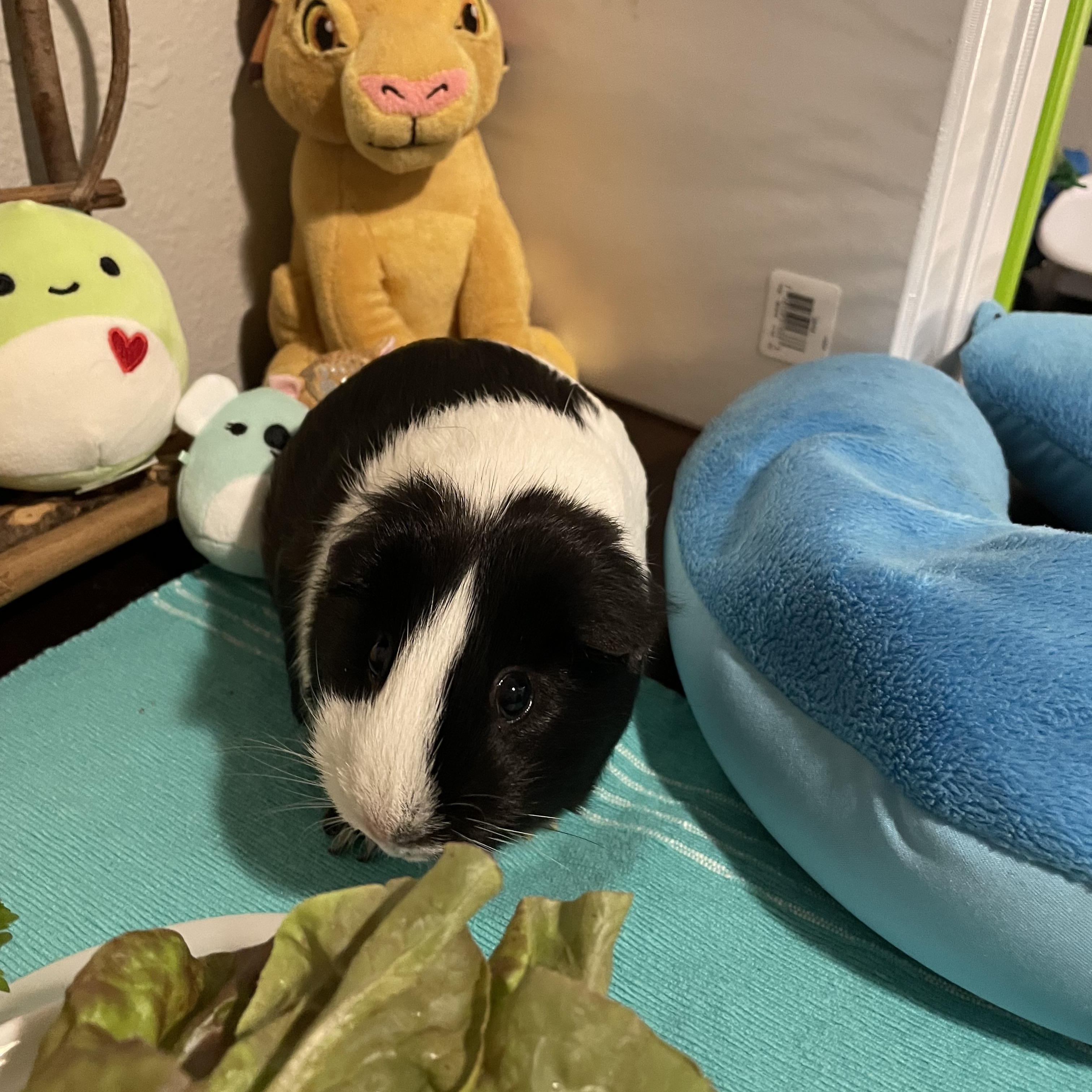 Emma & Amber, a ADOPTABLE Guinea Pig in Austin, TX image 3/5