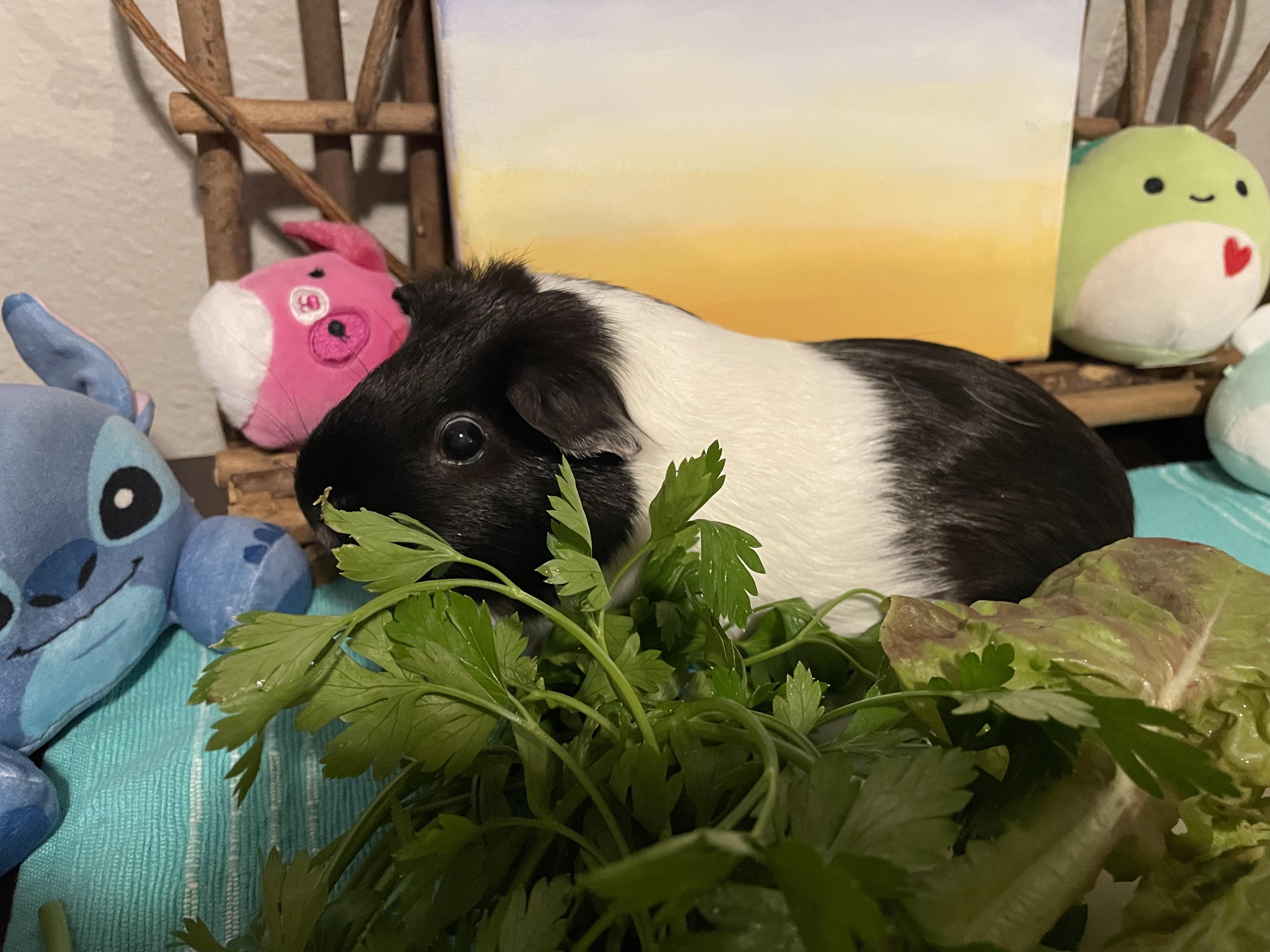 Emma & Amber, a ADOPTABLE Guinea Pig in Austin, TX image 5/5