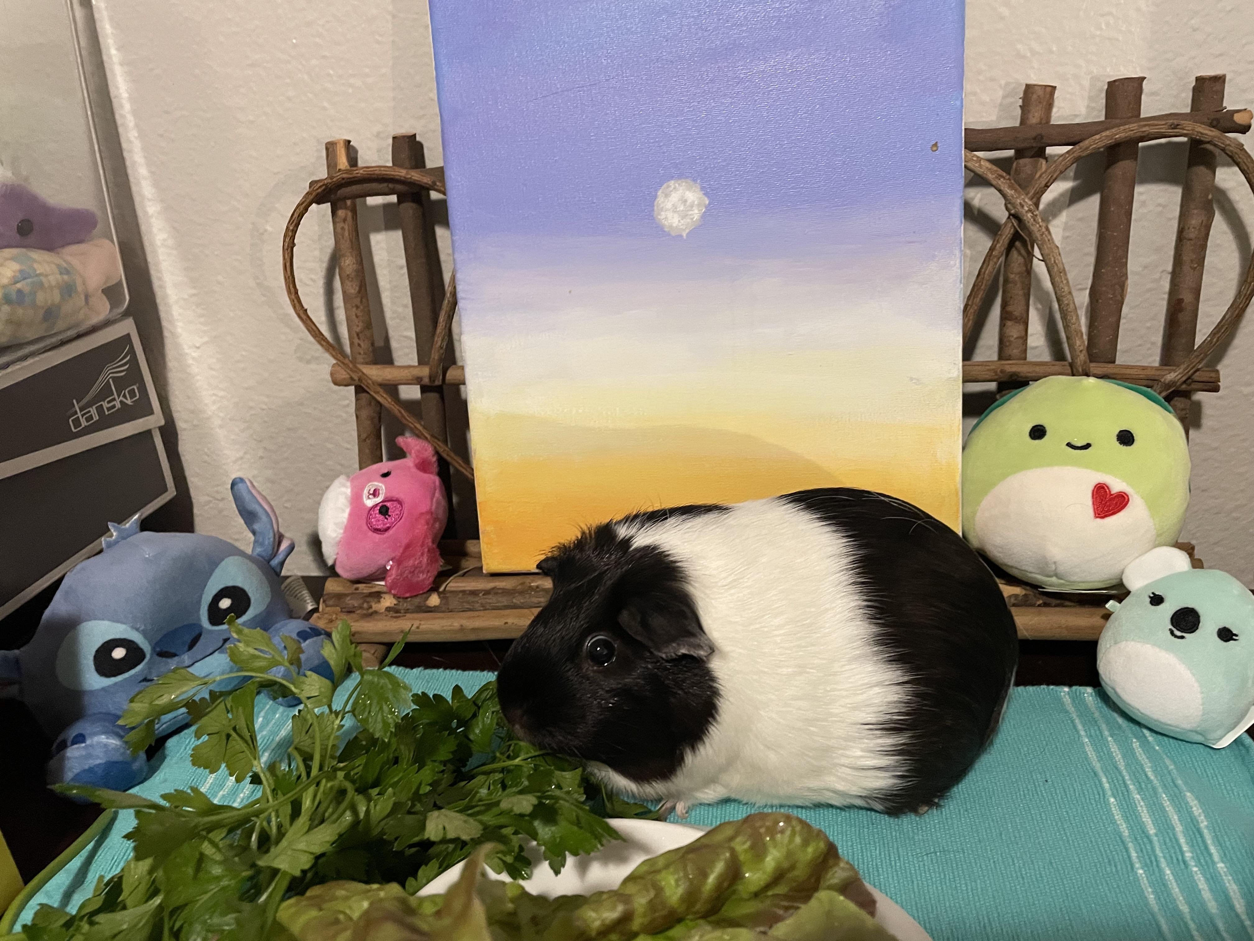 Emma & Amber, a ADOPTABLE Guinea Pig in Austin, TX image 4/5