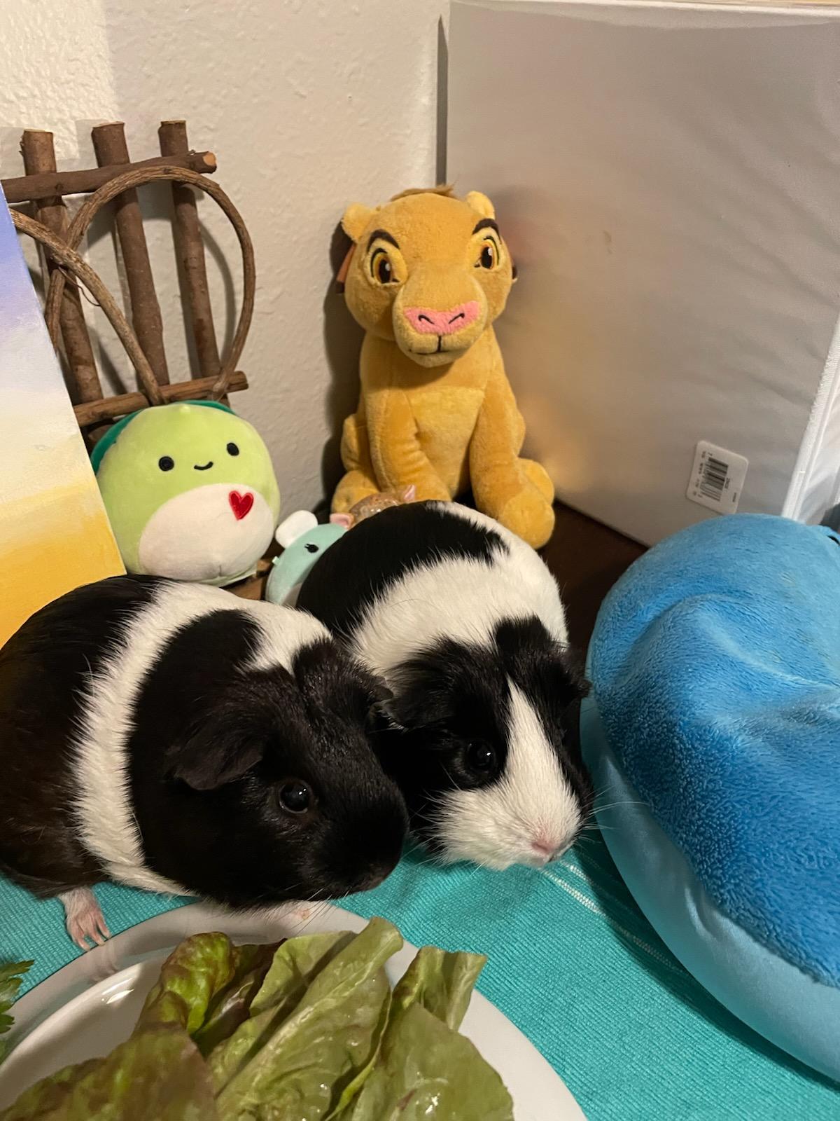 Emma & Amber, a ADOPTABLE Guinea Pig in Austin, TX image 1/5