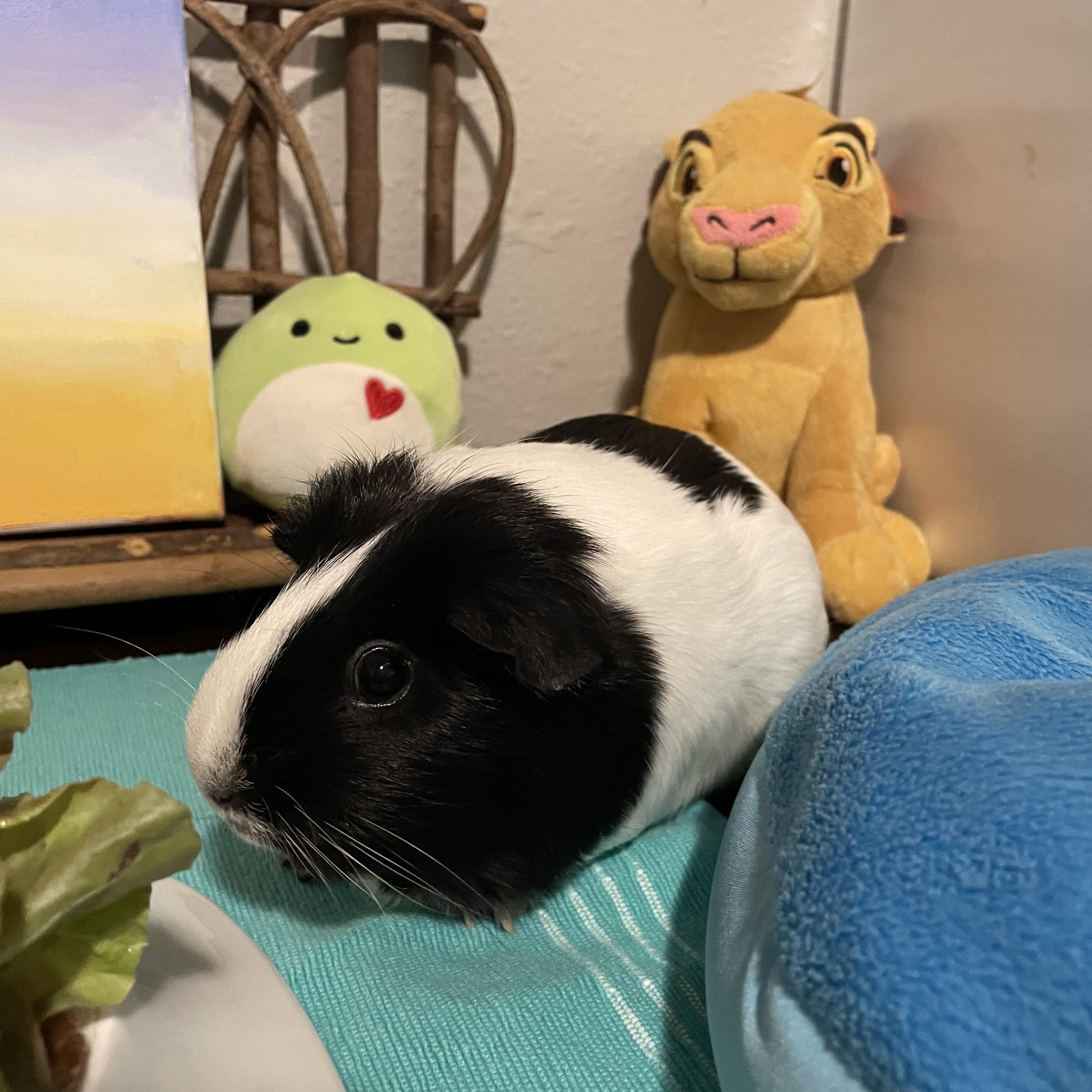 Emma & Amber, a ADOPTABLE Guinea Pig in Austin, TX image 2/5