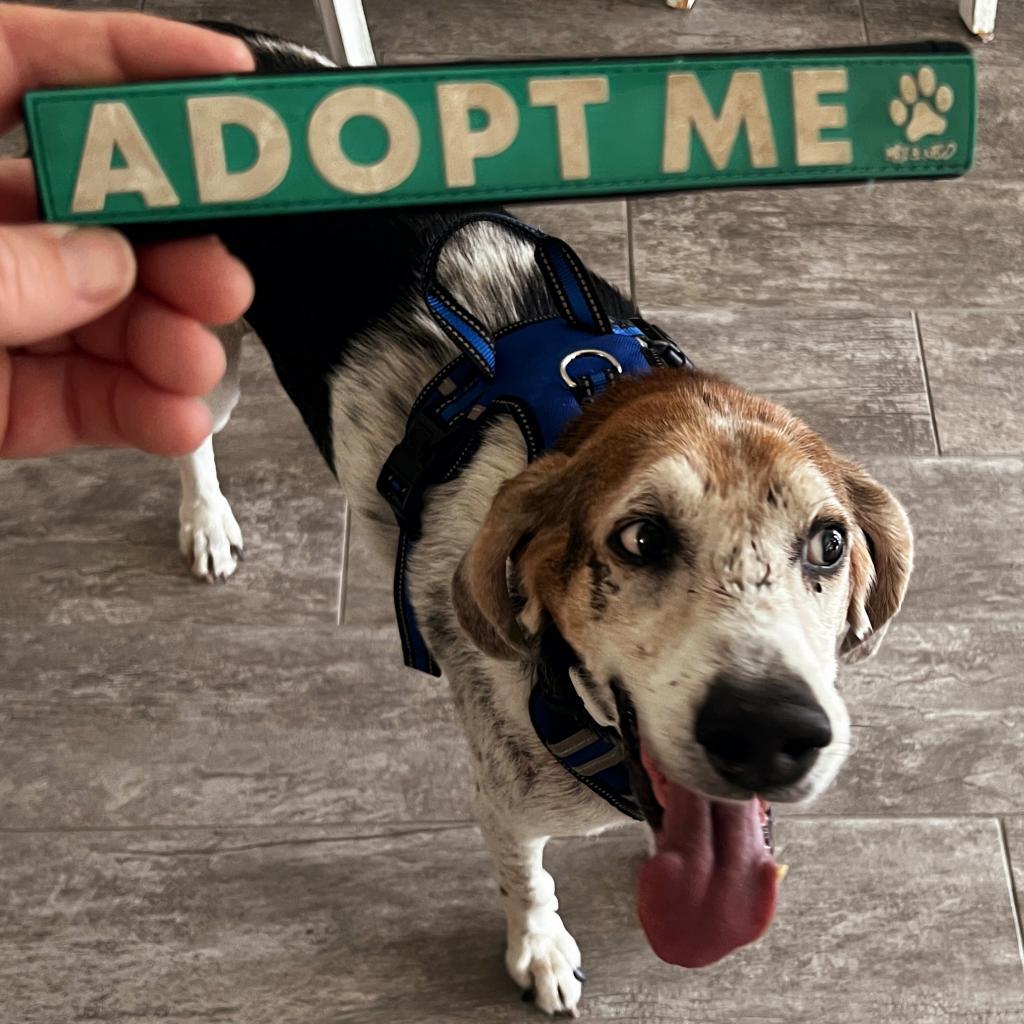 Alexander aka Hartsman, Adoptable, Senior Male Hound.