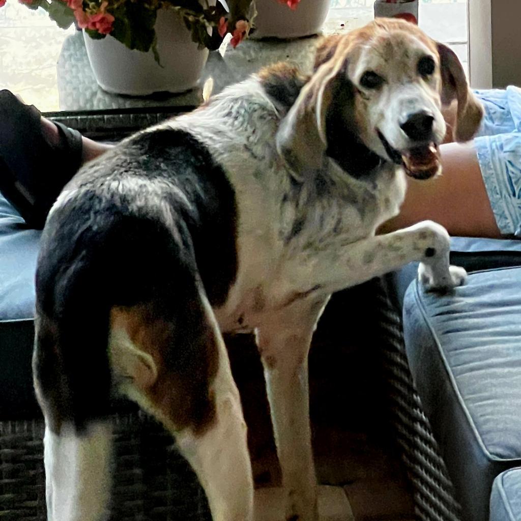 Alexander aka Hartsman, a Adoptable Hound in Jacksonville, FL image 2/6