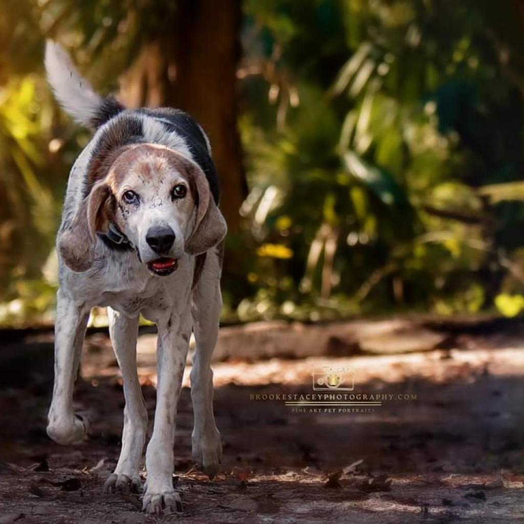 Alexander aka Hartsman, a Adoptable Hound in Jacksonville, FL image 3/6