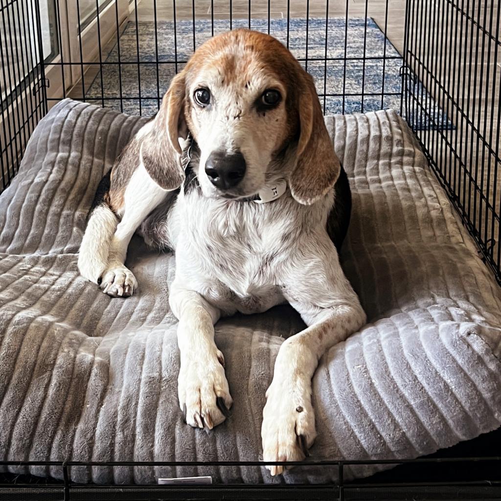 Alexander aka Hartsman, a Adoptable Hound in Jacksonville, FL image 5/6