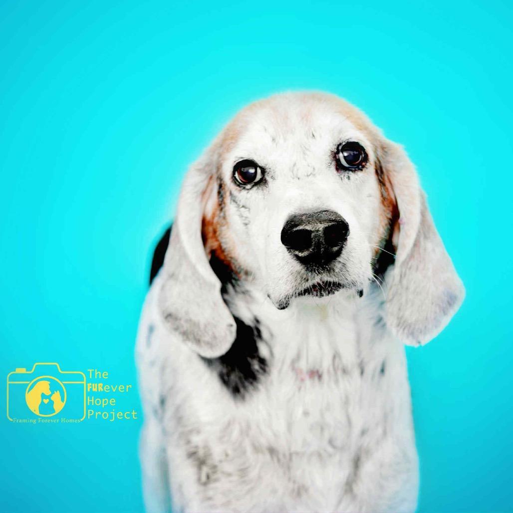 Alexander aka Hartsman, a Adoptable Hound in Jacksonville, FL image 6/6