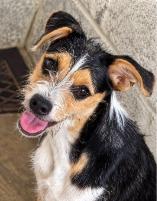 Enlarge Trina, a Adoptable Wirehaired Terrier in West Bloomfield, MI image 1/1