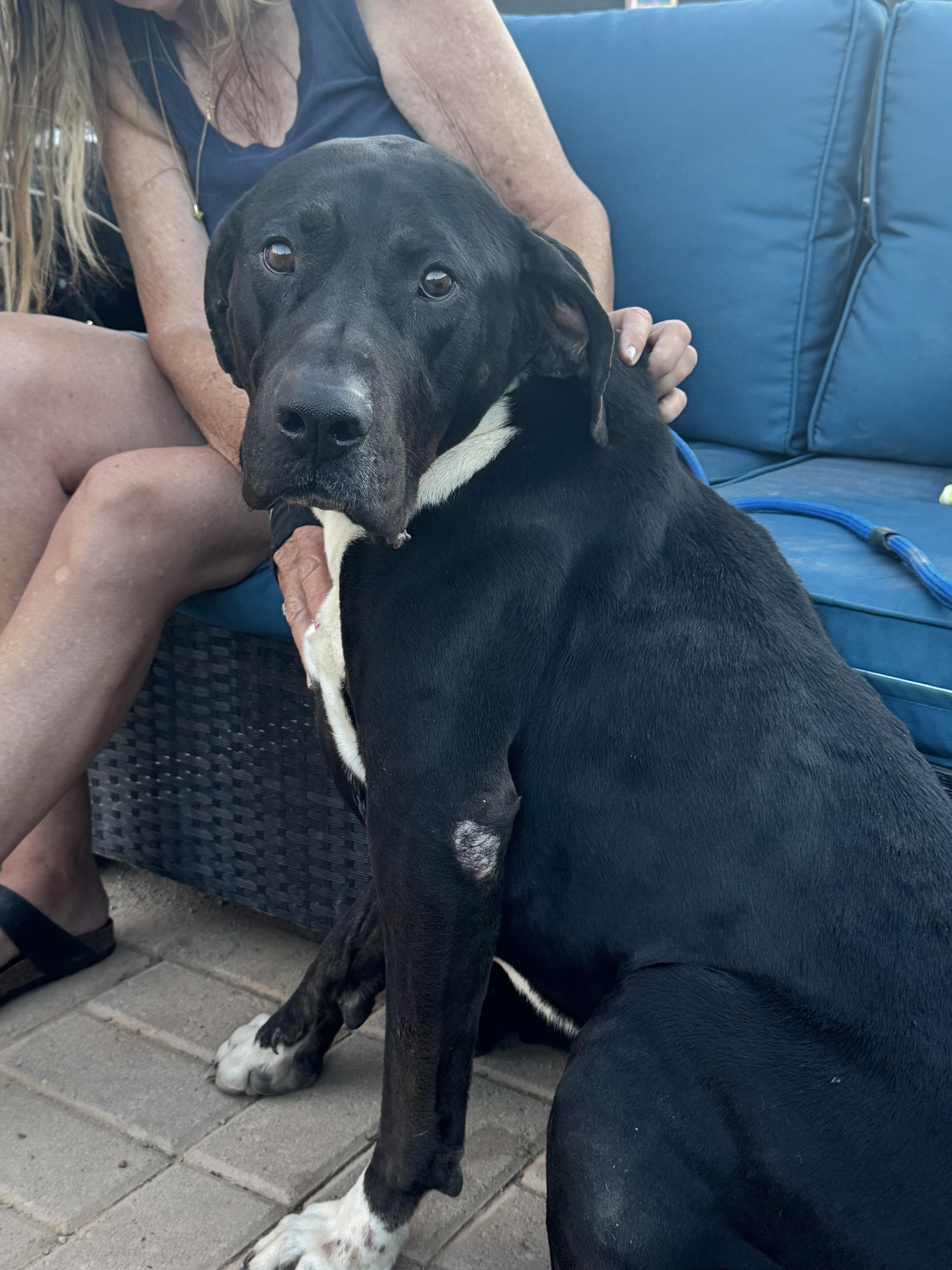 Luther, Adoptable, Adult Male Great Dane & Black Labrador Retriever.