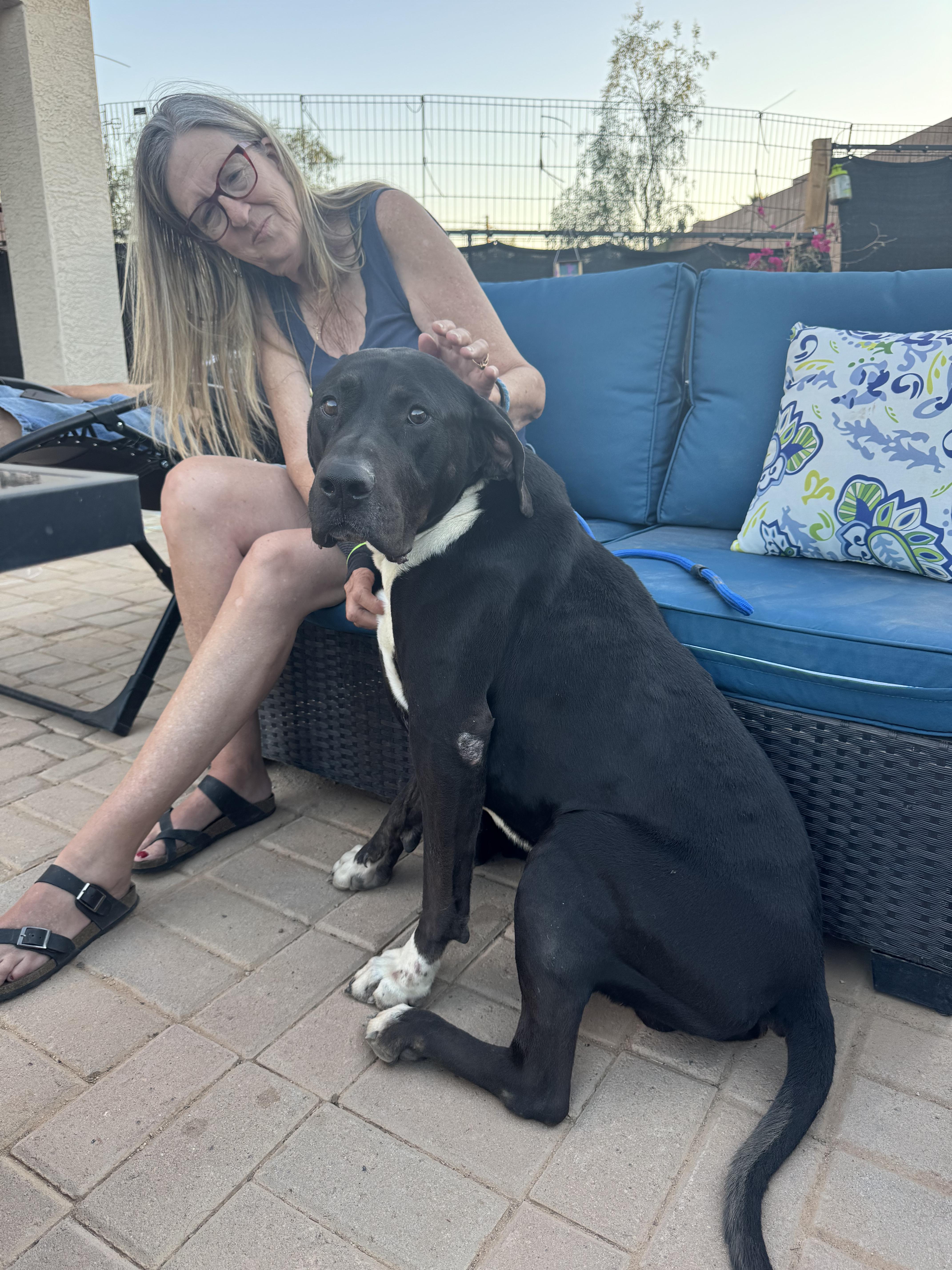 Luther, a Adoptable mixed breed in San Tan Valley, AZ image 2/3