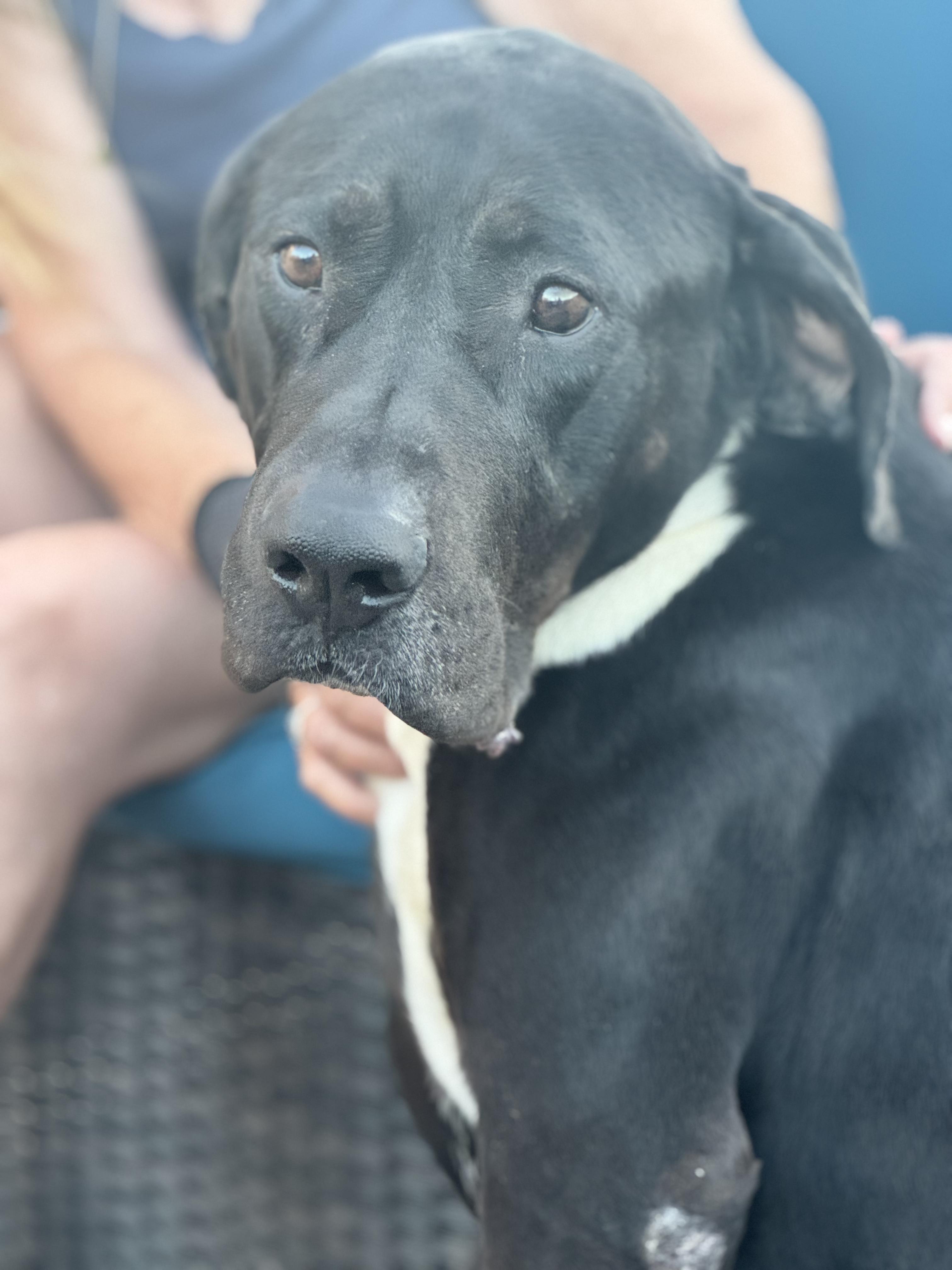 Luther, a Adoptable mixed breed in San Tan Valley, AZ image 3/3