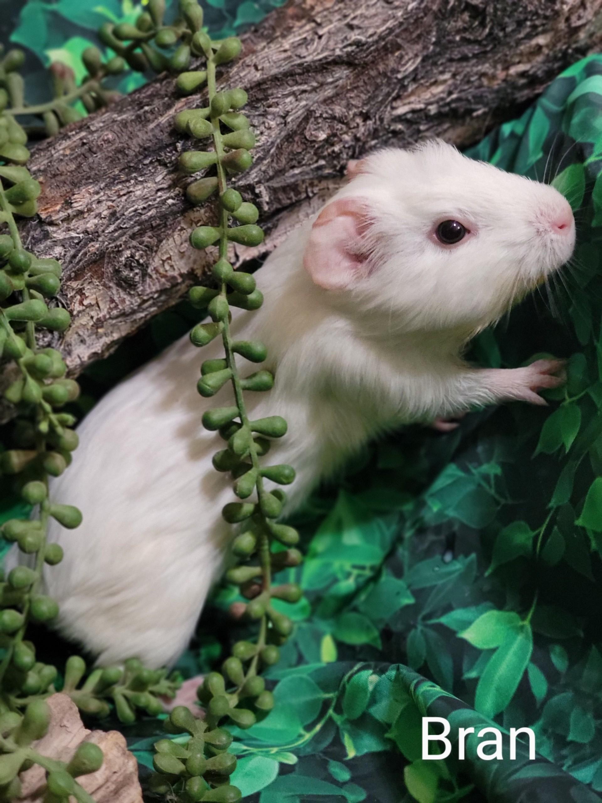 Pork Chop, Adoptable, Baby Male Guinea Pig.