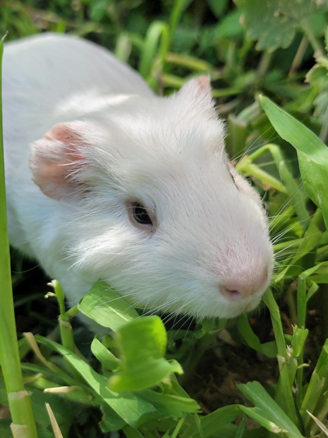 Pork Chop, a Adoptable Guinea Pig in Washoe Valley, NV image 2/2