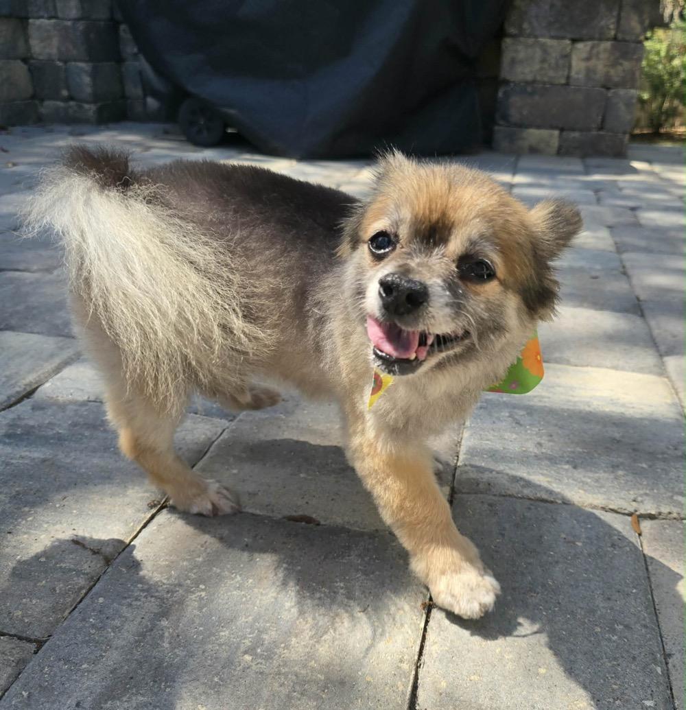 Remi, ADOPTABLE, Senior Male Pomeranian.