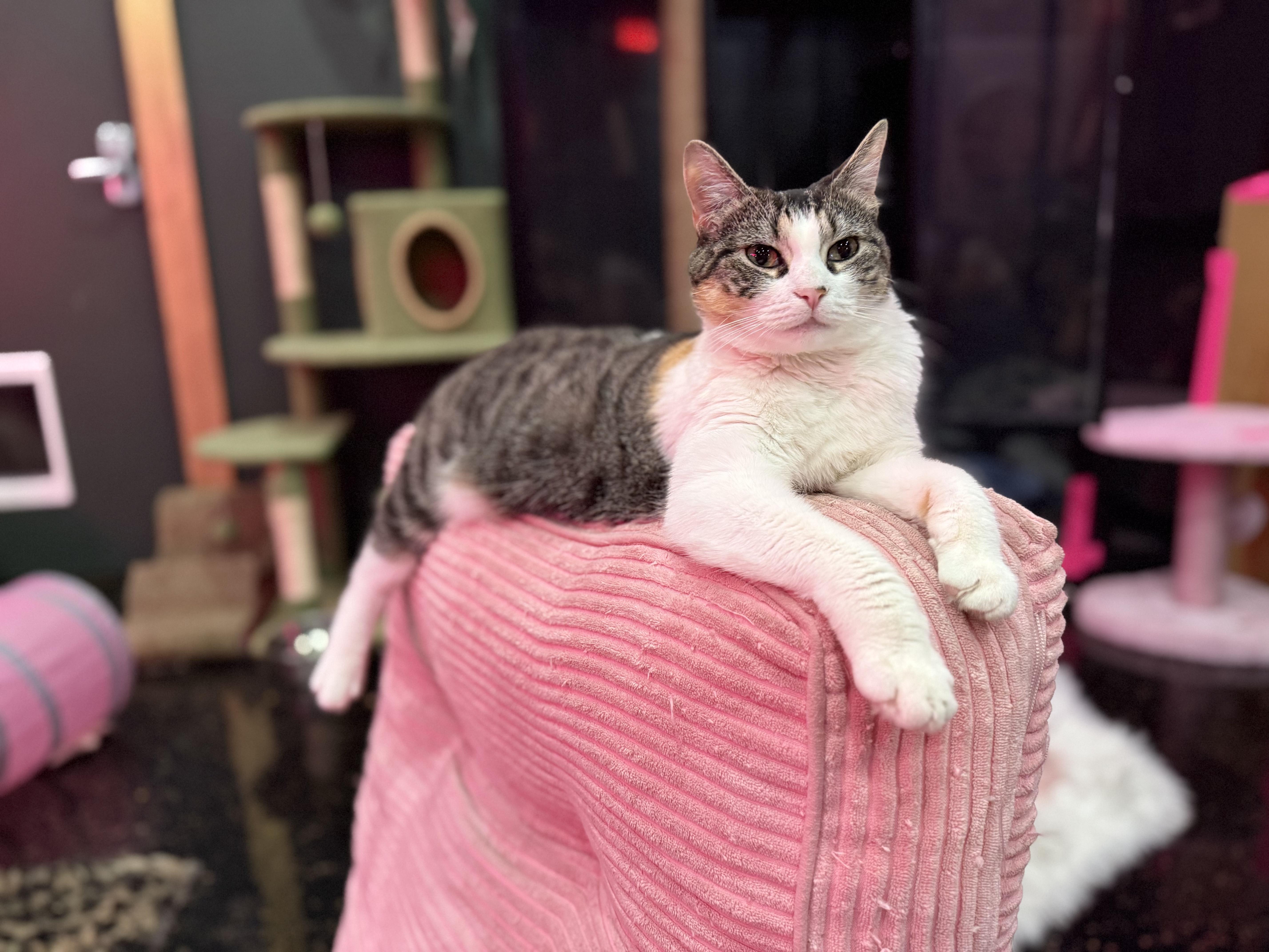 Jamila, a ADOPTABLE Domestic Short Hair in Kennebunk , ME image 3/5