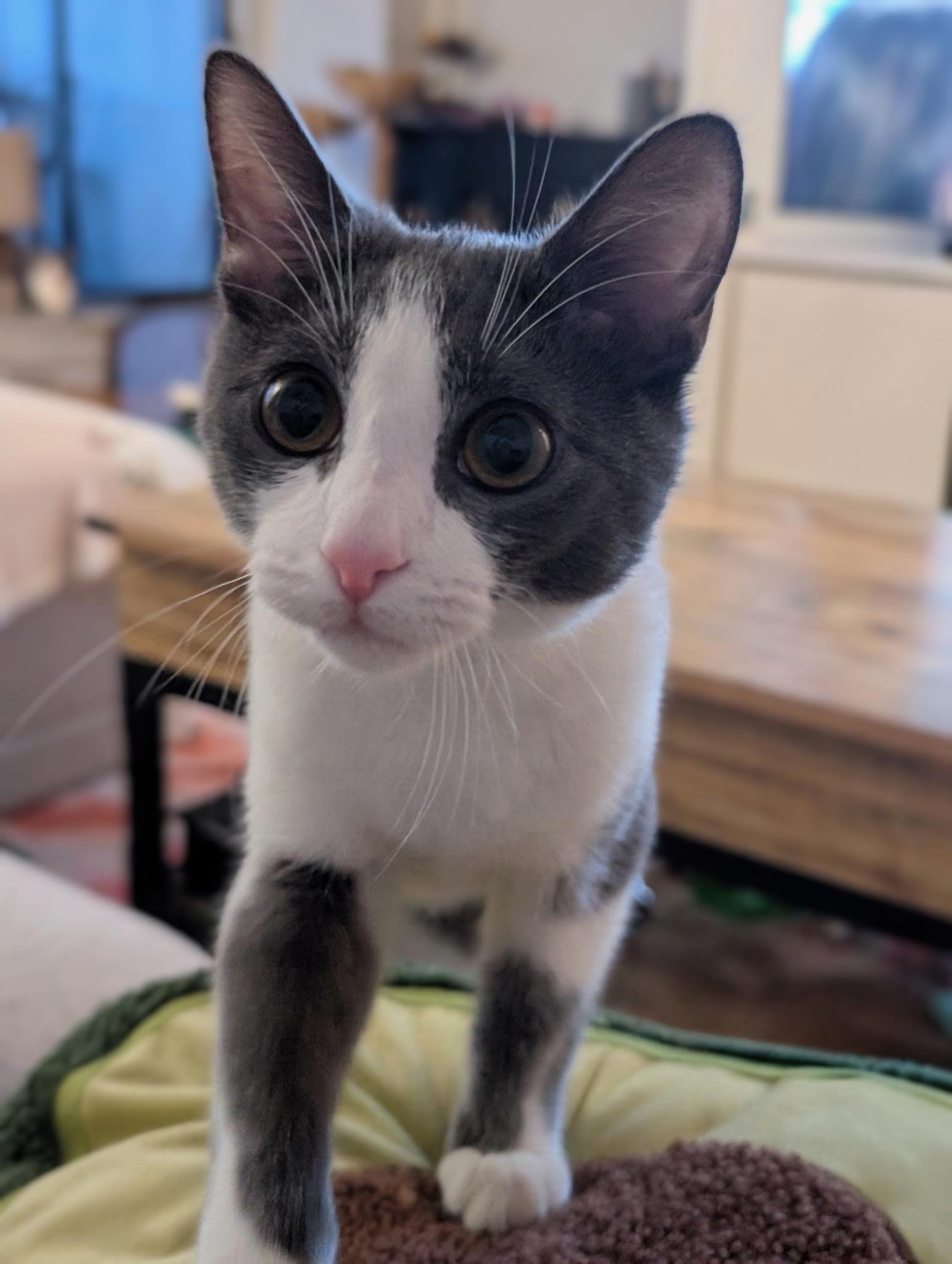 Enlarge Zoey, a Adoptable American Shorthair in Westport, CT image 3/3