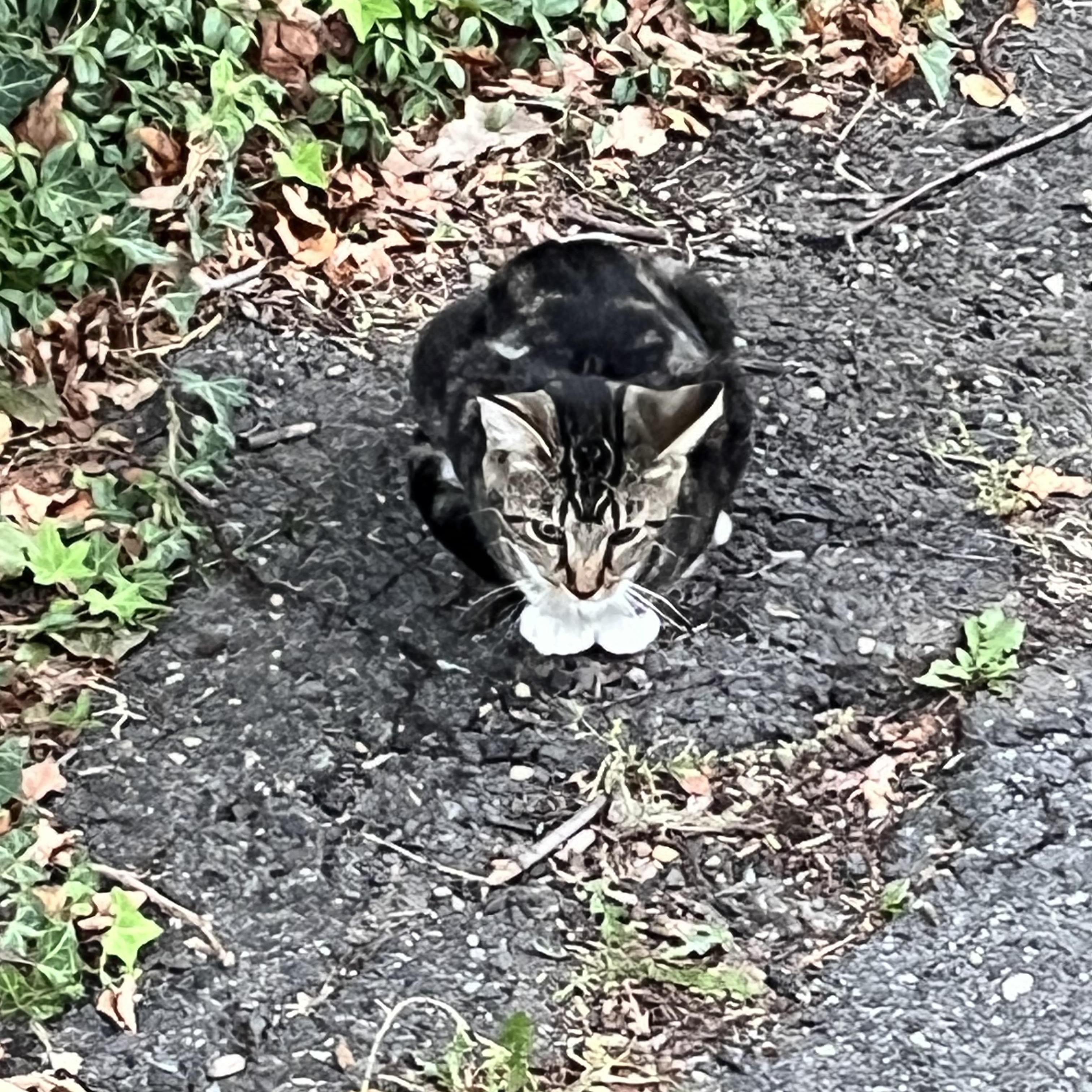 Enlarge Tina, a Adoptable Tabby in Pompton Plains, NJ image 1/2